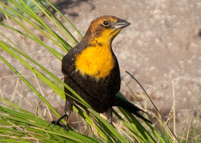 Xanthocephalus xanthocephalus - tordo de cabeza amarilla - yellow-headed blackbird